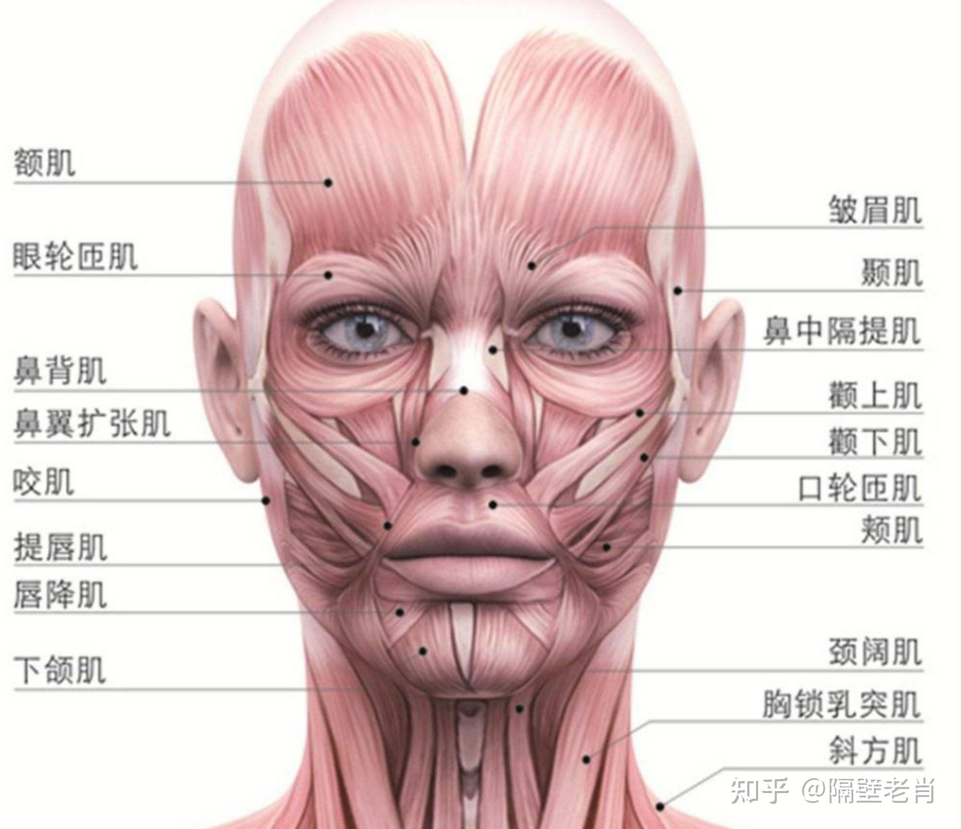 面部十八块肌肉分布图图片