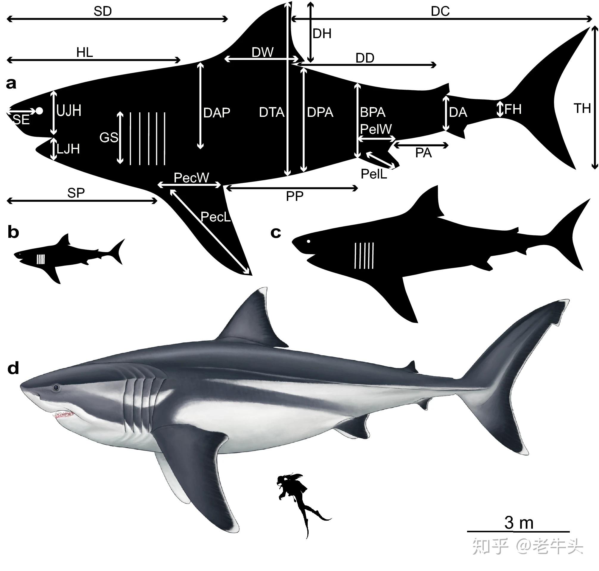鲨鱼身体部位结构图图片