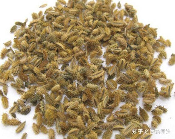 带你识别南鹤虱