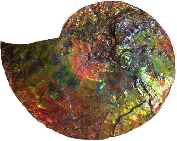 加拿大斑彩螺的收藏价值