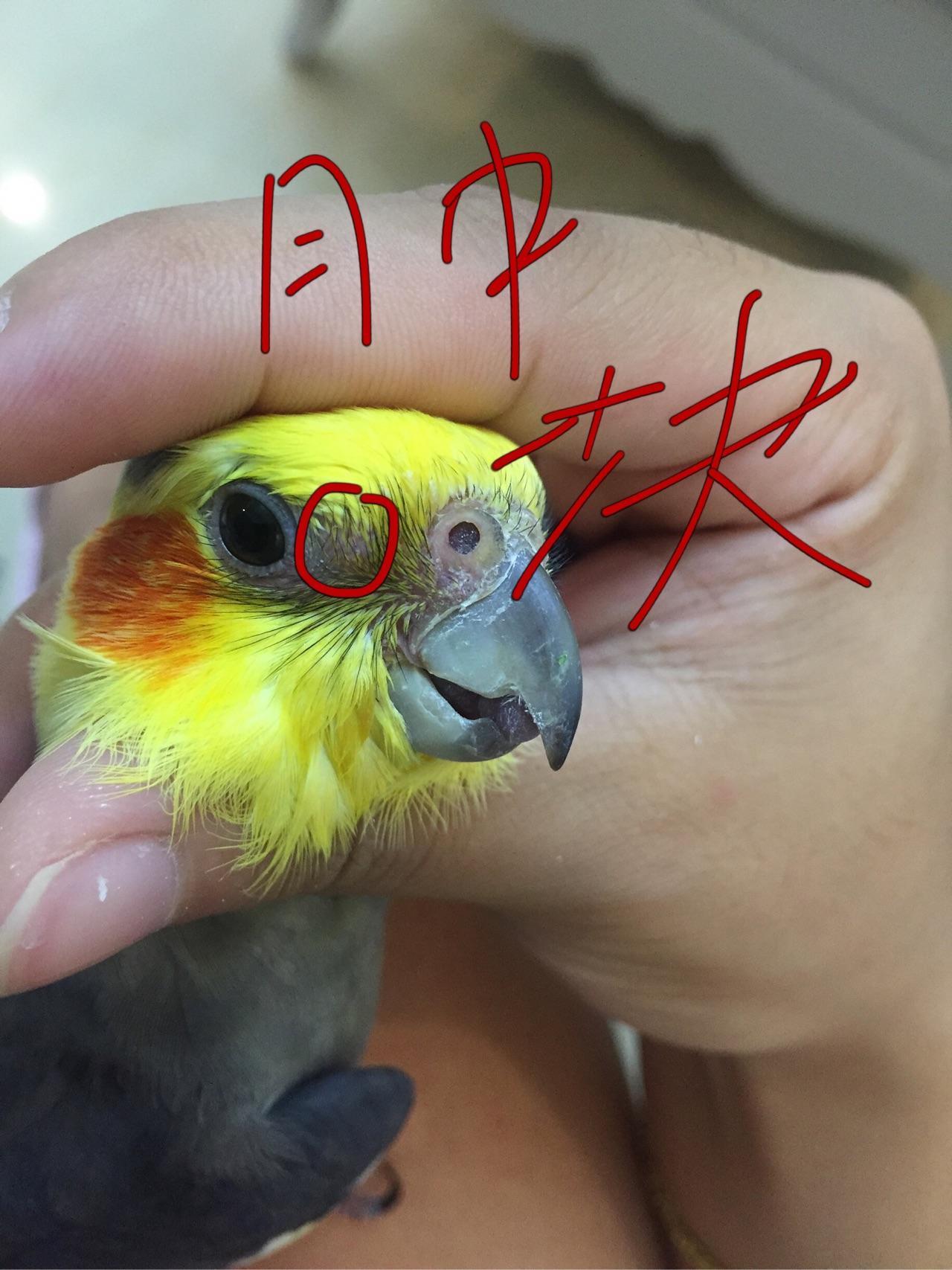 玄凤鹦鹉眼睛发炎图片图片
