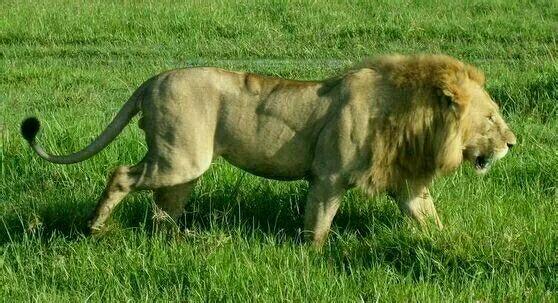 老虎和狮子打架谁厉害? - 知乎