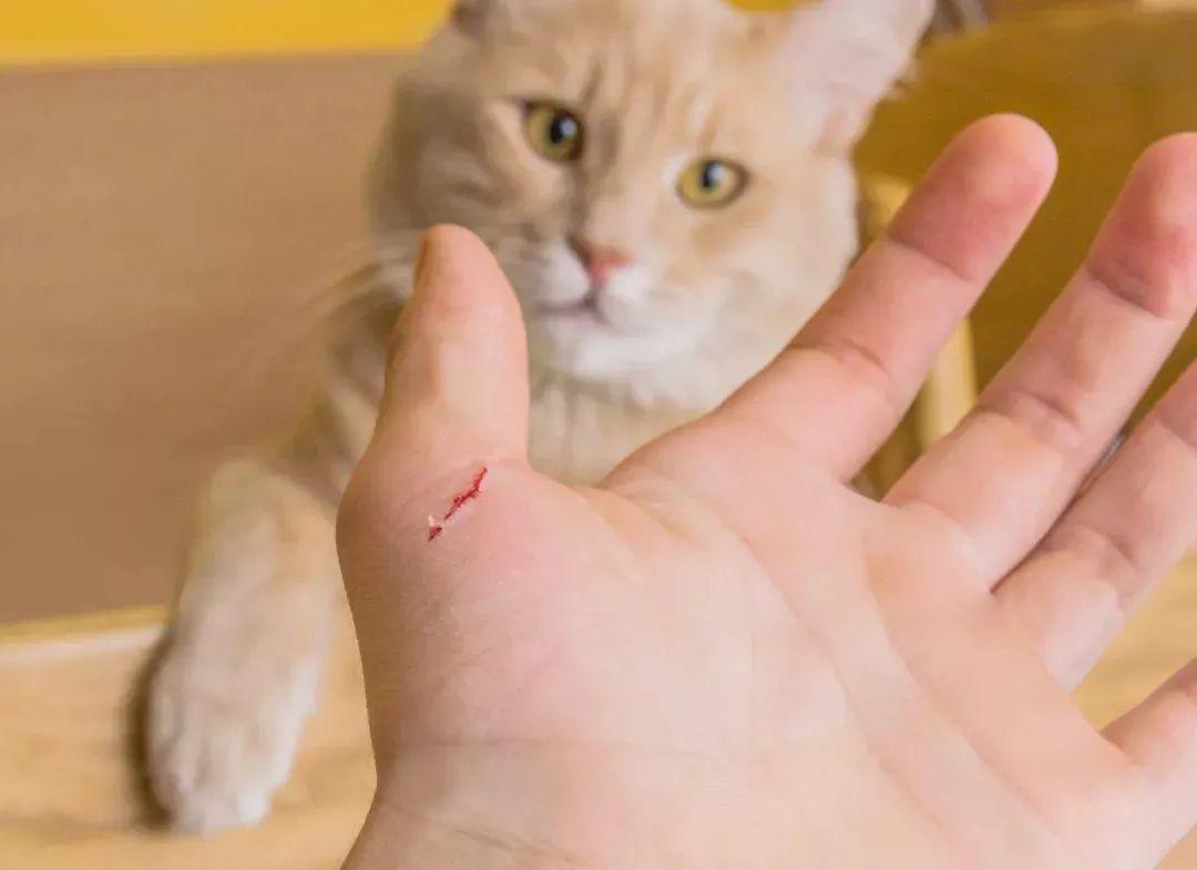 被猫抓流血了怎么办。？ - 知乎