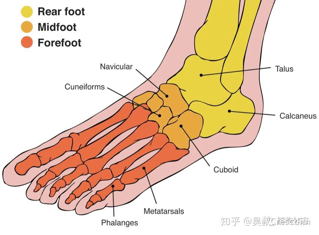 横跗关节理解足踝损伤与生物力学的关键