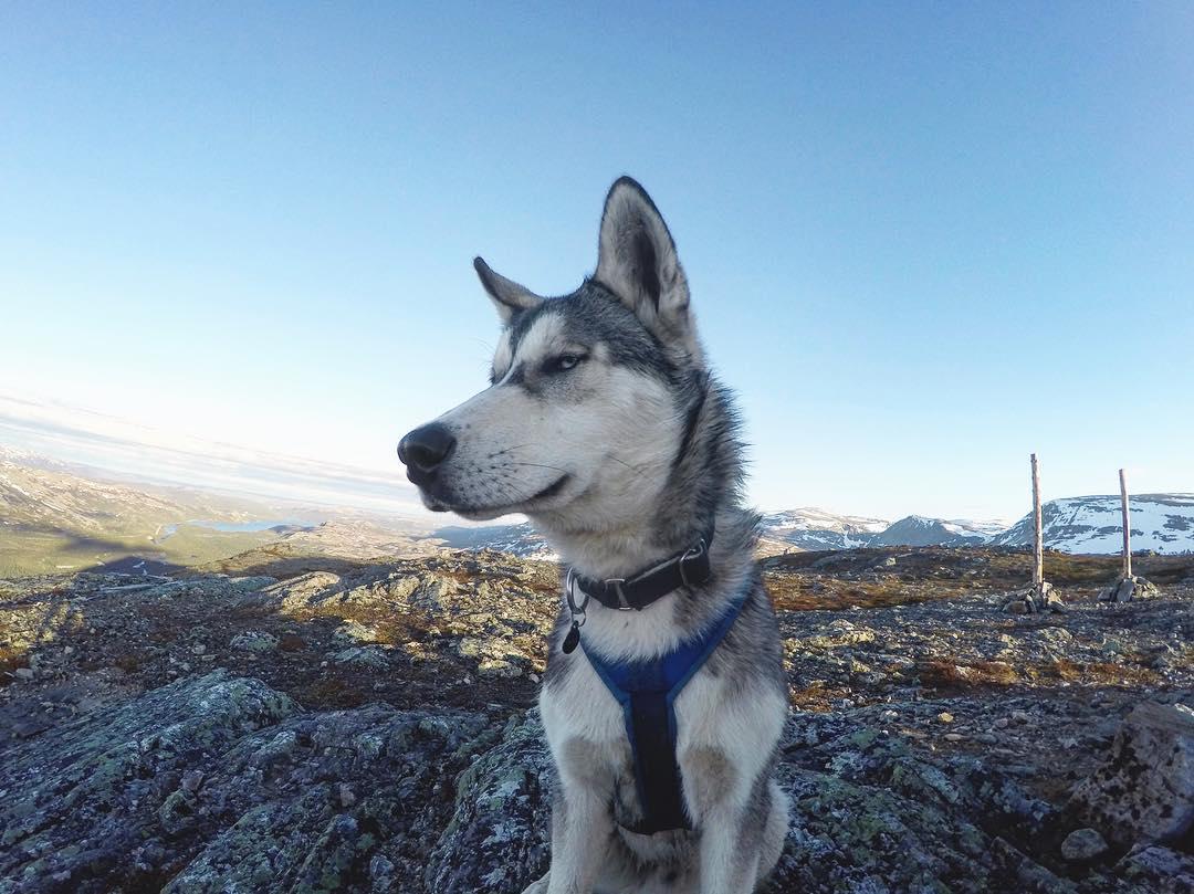 犬客这十二种狗狗耳朵分类看看你家汪属于哪一款