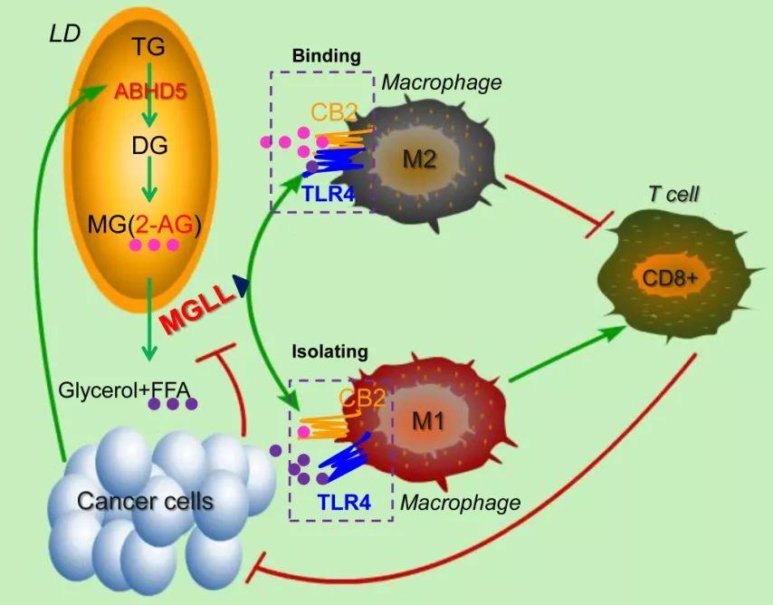 肿瘤为佐证,经基因芯片筛查并证实了单甘油酯水解酶(monoacylglycerol