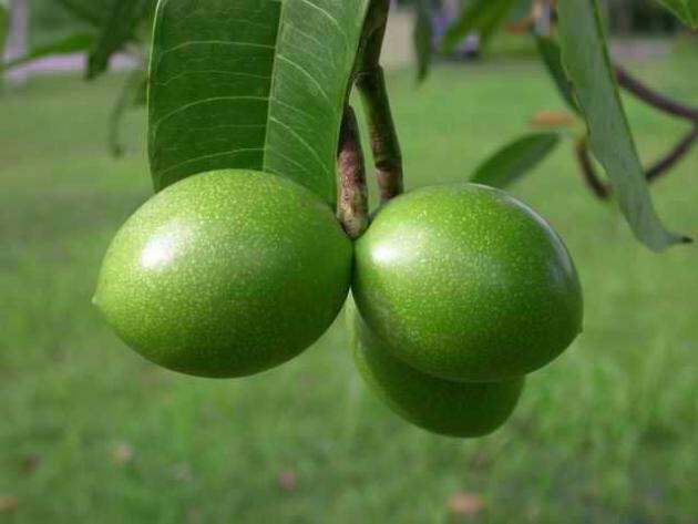 海檬果据说只有6的人种过它你要不要种一颗