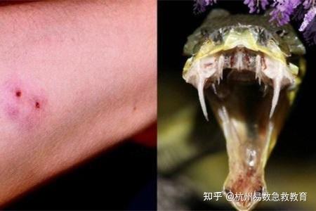 蛇的口腔结构图解图片
