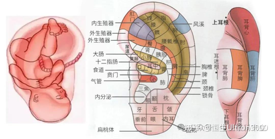 小小的耳朵,每天捏揉,醒神明目,告别朦胧感!和眼病说拜拜!