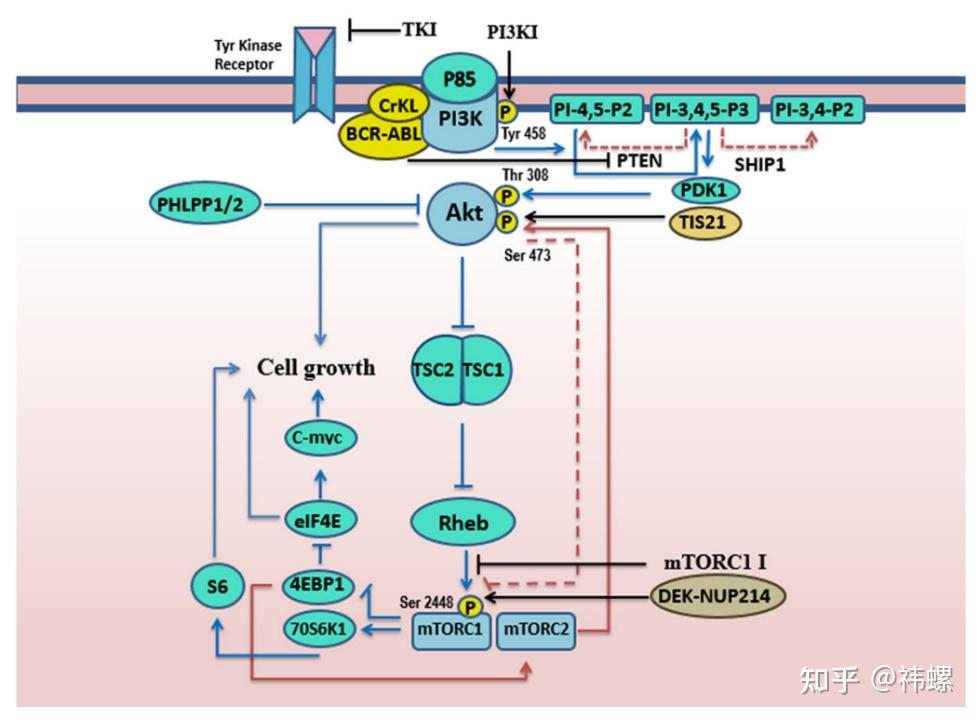 PI3K/Akt/mTOR通路：细胞生长与代谢调控中心 - 知乎
