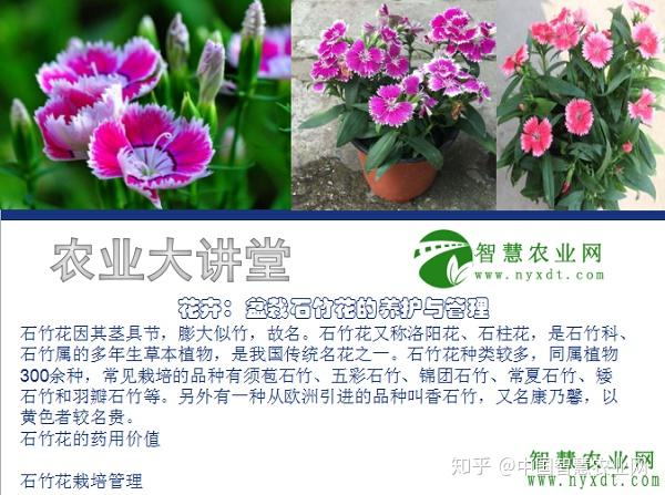 石竹花的药用价值石竹株型低矮,茎秆似竹,叶丛青翠