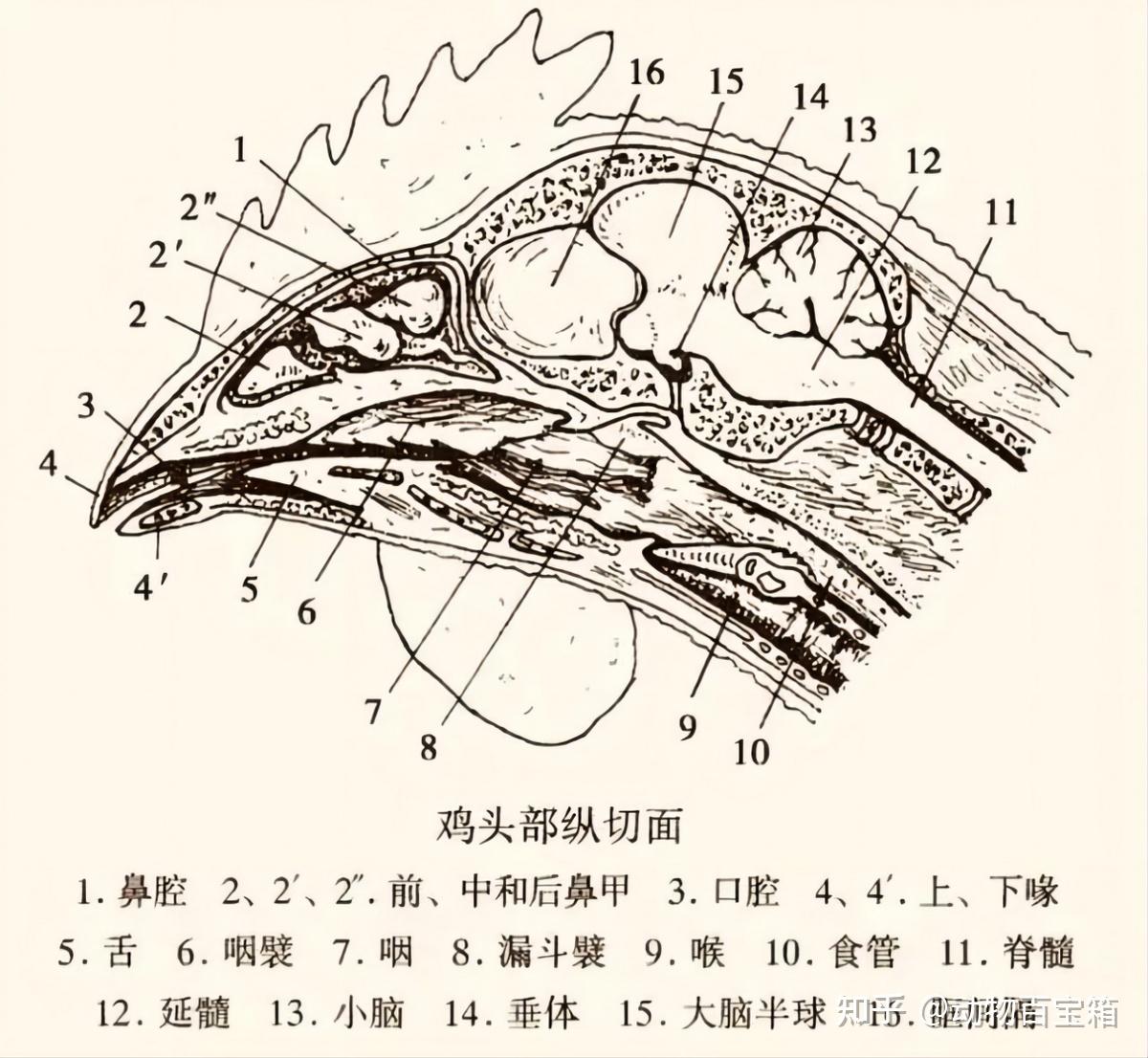 杀鸡血管位置图解图片