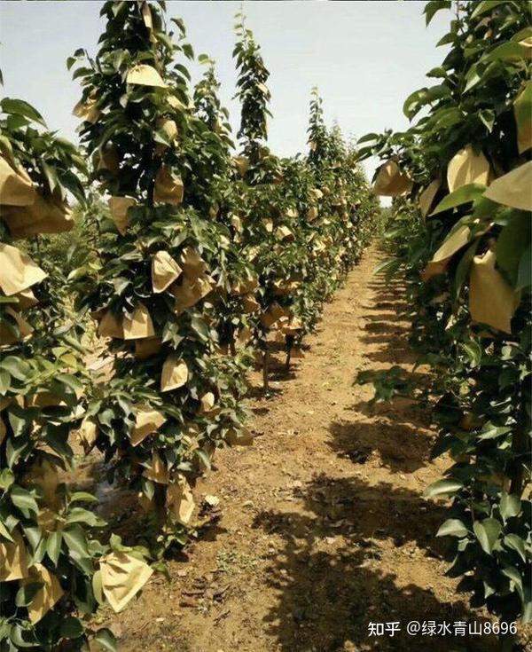梨树建园及幼树栽植要点 - 知乎