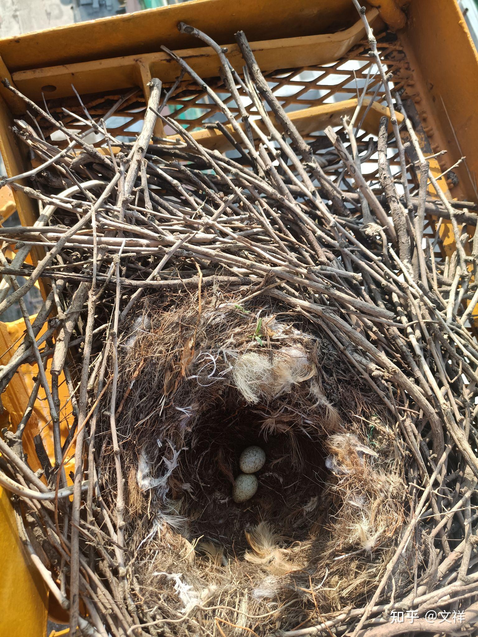我看到喜鹊叨着一个小朔料飞进窝里,我以为是喜鹊准备孵蛋就没有打扰
