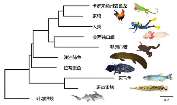 离上岸一步之遥 基因组最大动物成进化路上最大咸鱼 知乎