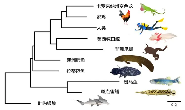 离上岸一步之遥 基因组最大动物成进化路上最大咸鱼 知乎 离上岸一步之遥 基因组最大动物成进化路上最大咸鱼 知乎