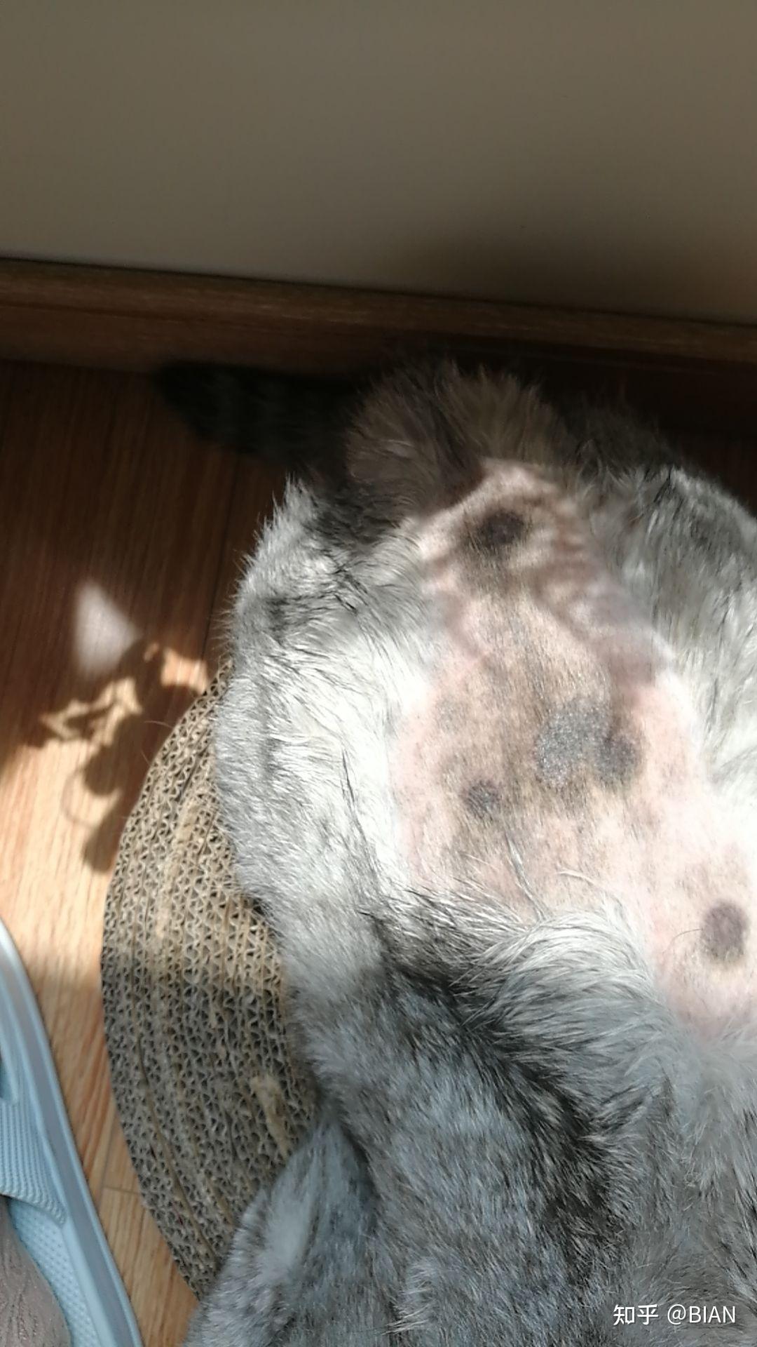 求问猫癣这样是在恢复还是严重了