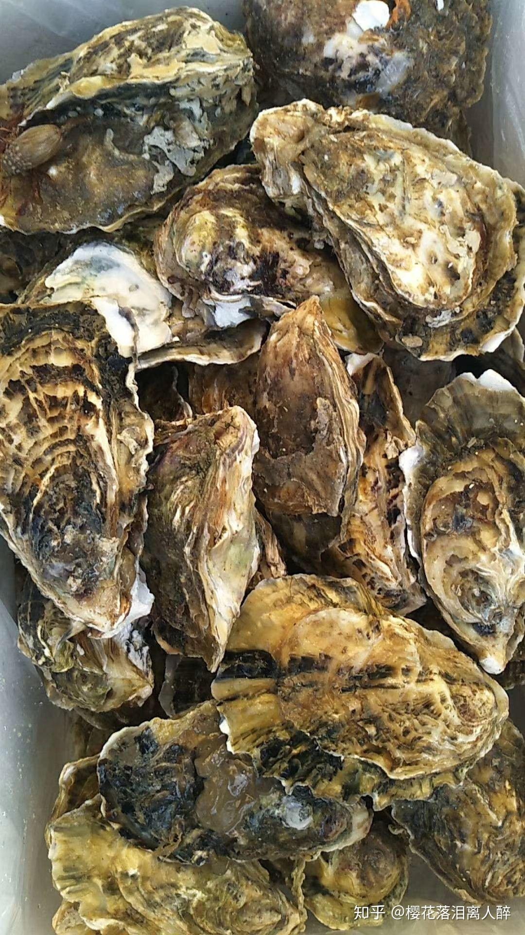 生蚝批发赚钱吗知乎 生蚝批发赚钱吗知乎