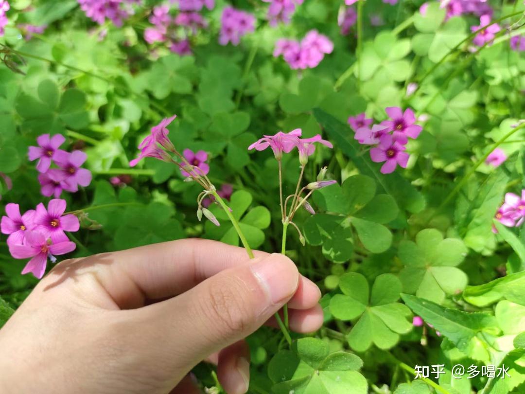 为一直被喊作“三叶草”的“紫花酢浆草”正名! - 知乎