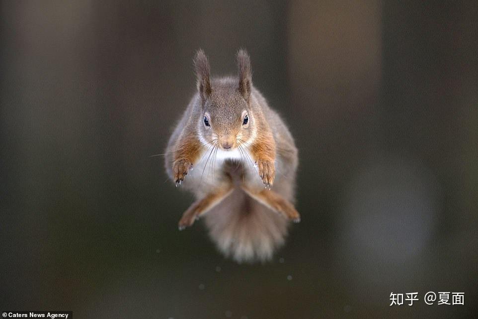 pete was lucky to manage snapping the squirrels jumping as each