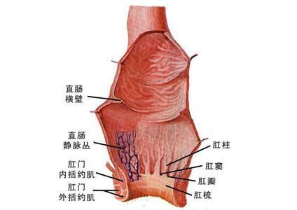 肛门二道门图片