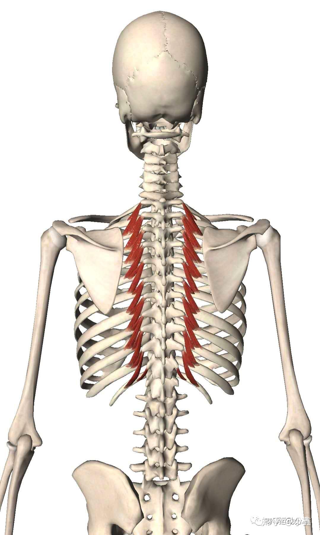 第001期：认识你的肌肉之躯干肌：背肌 - 知乎