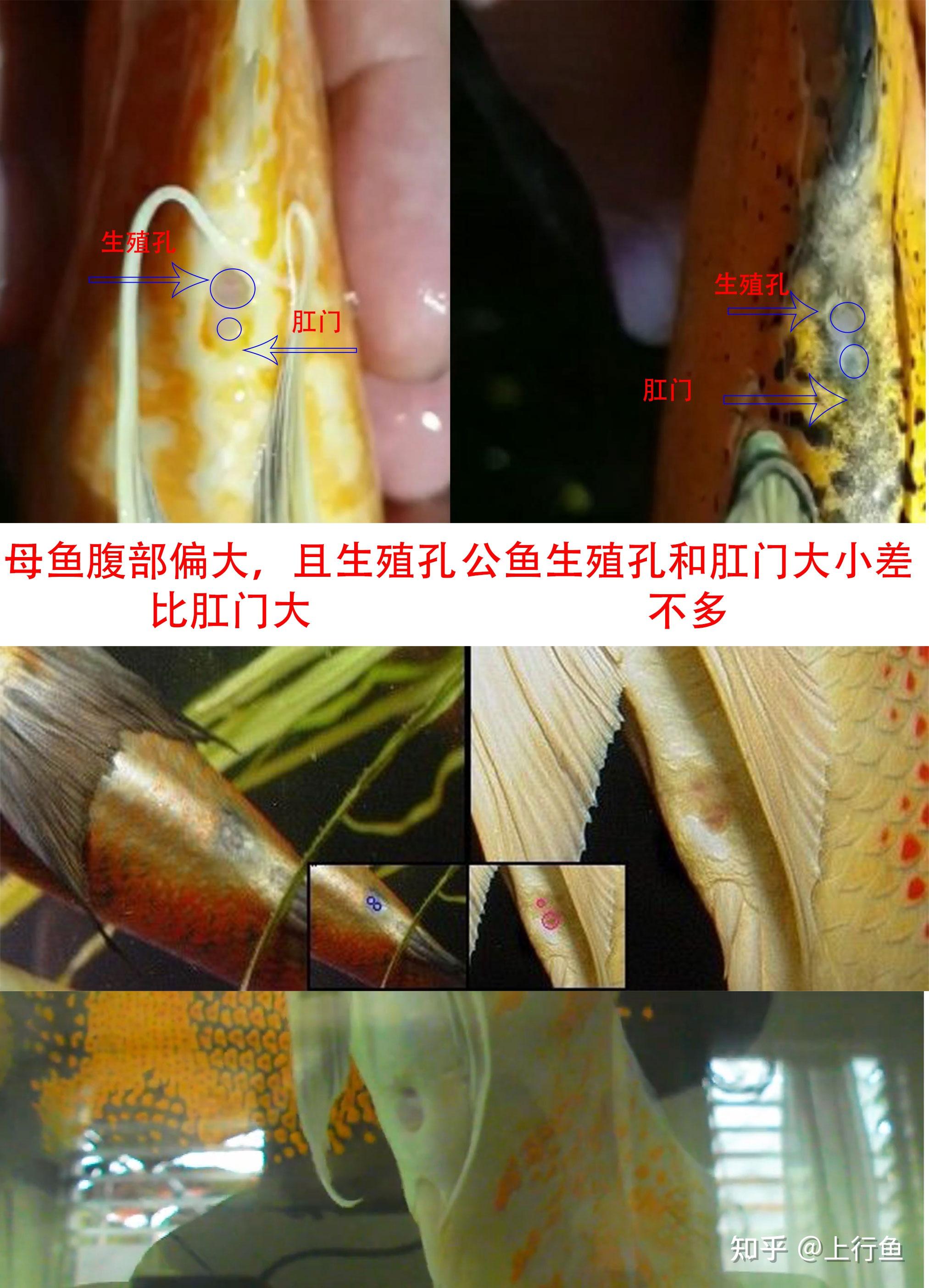 地图鱼公母怎么区分地图鱼公母图片对比地图鱼公母鉴定图片