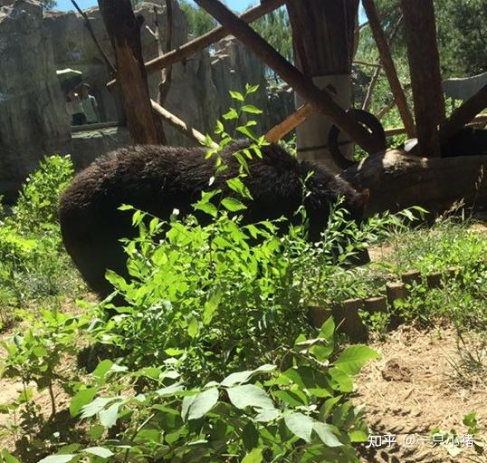 遊玩北京動物園 - 知乎