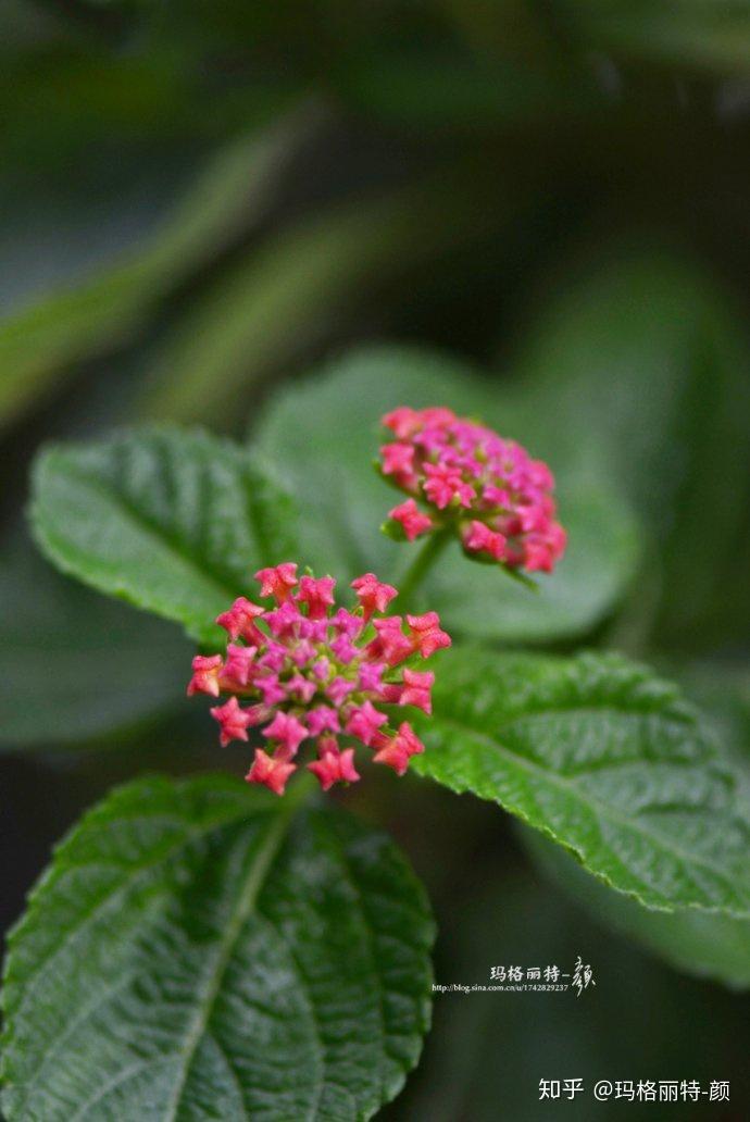 全年開花的五色梅花苞像極了蝴蝶結植物筆記