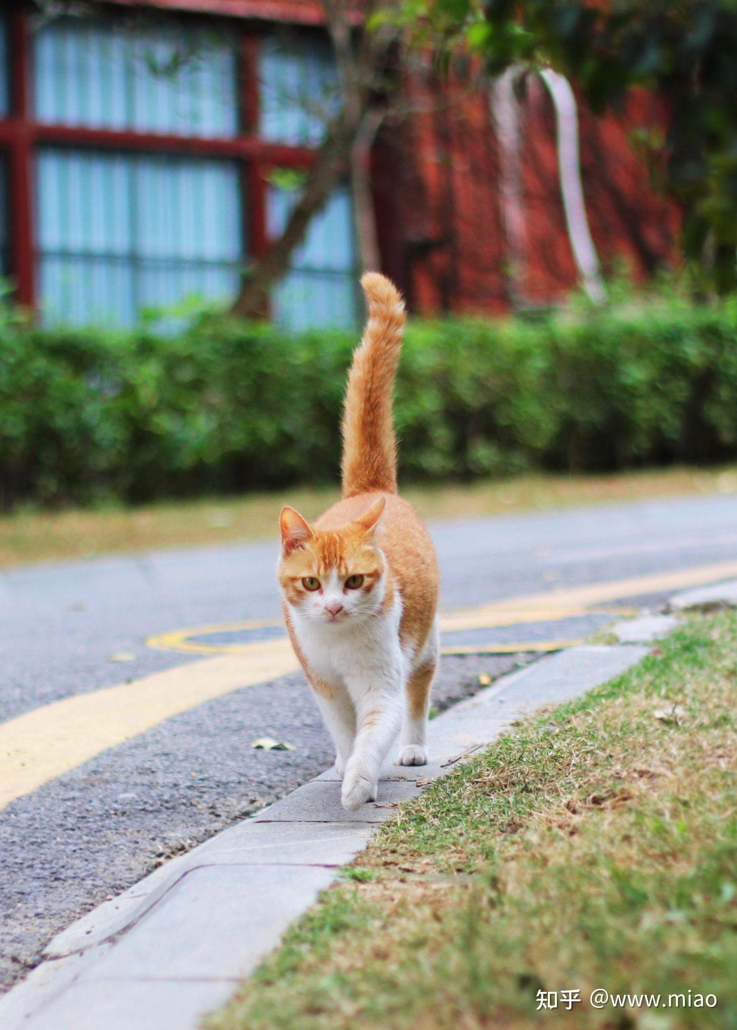 橘色的大胖子橘猫