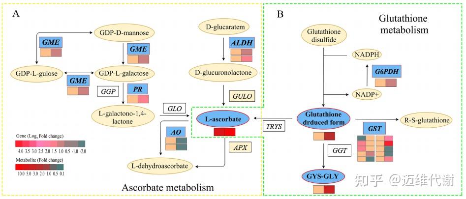 分享一个PPT+Excel绘制KEGG通路热图的方法 - 知乎