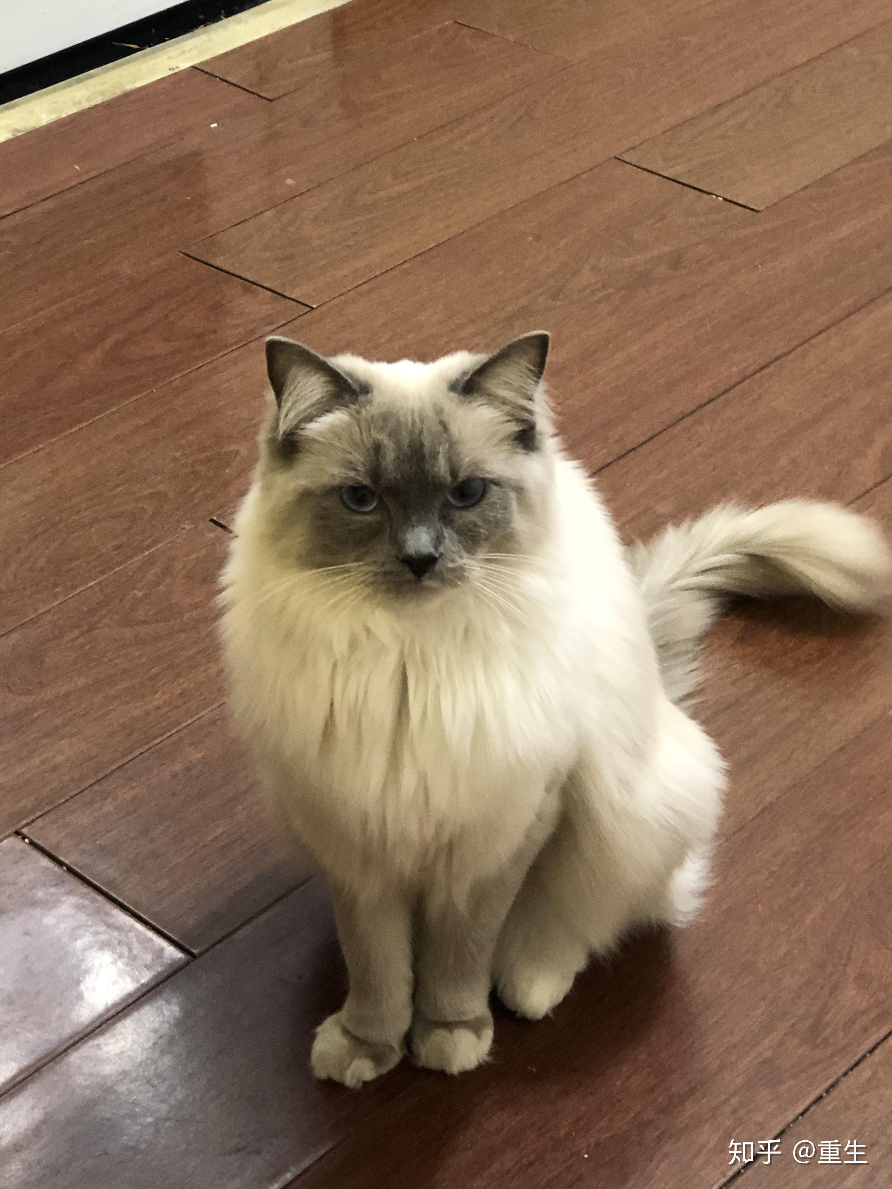 蓝手套布偶猫还很小就黑了为以后担忧怕糊完了有没有蓝手套布偶猫看看