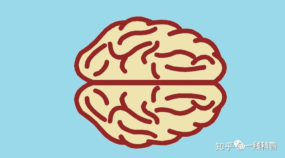 小脑维持身体平衡