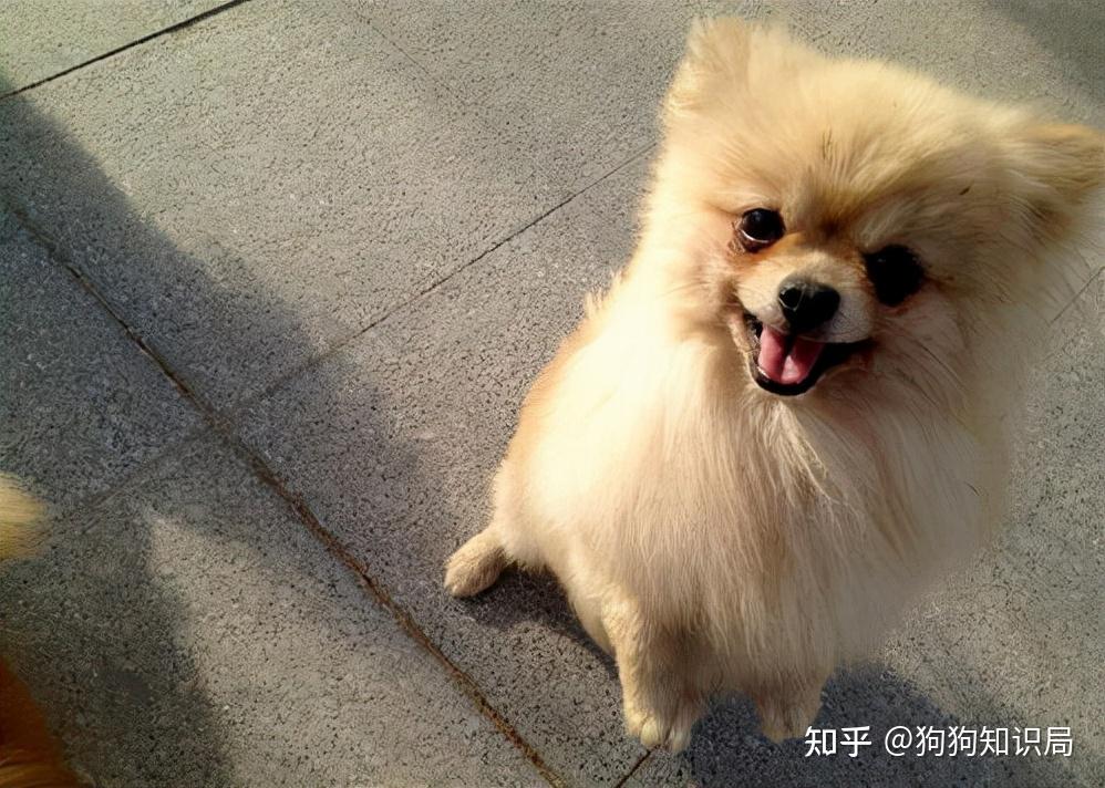 1,让博美长期站立