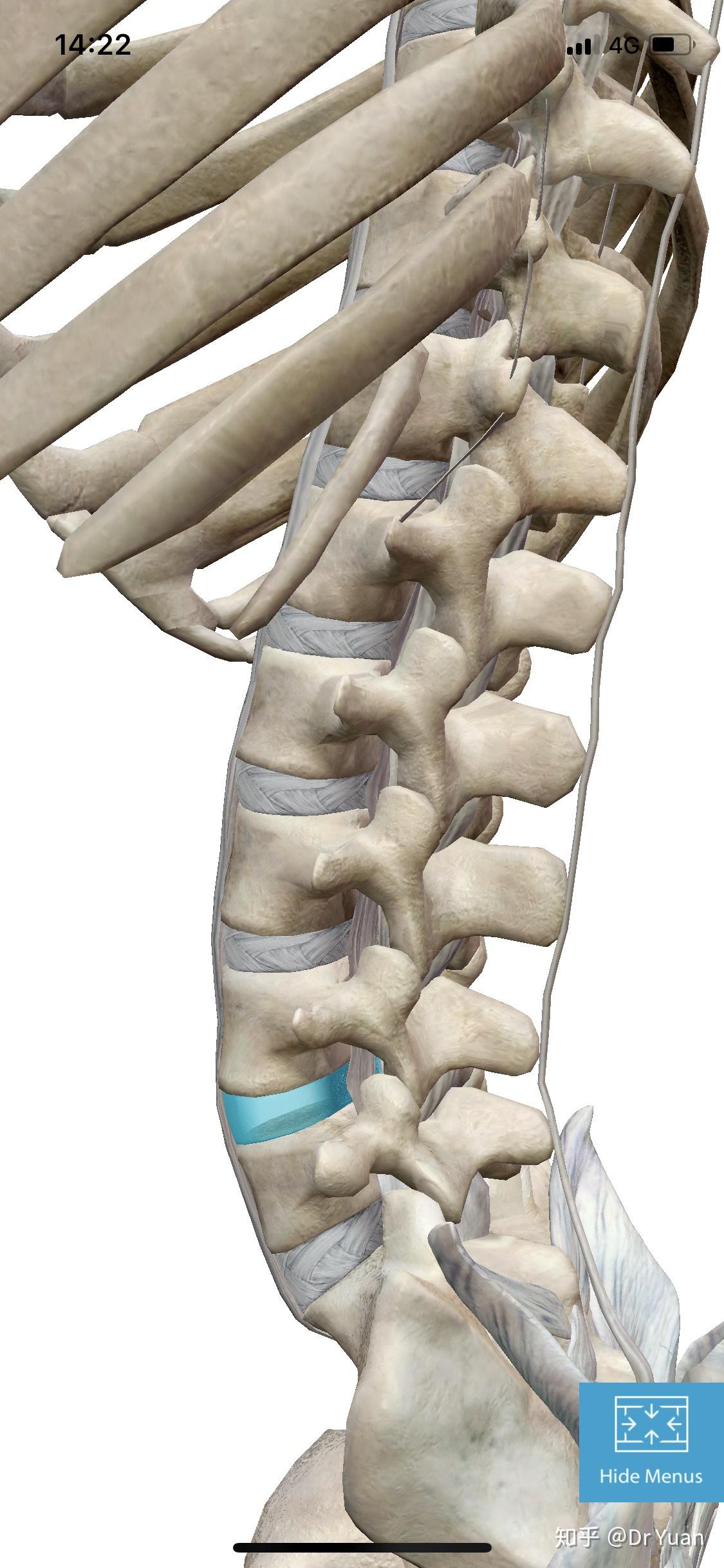 腰椎的正侧位是前面观还是上面观?