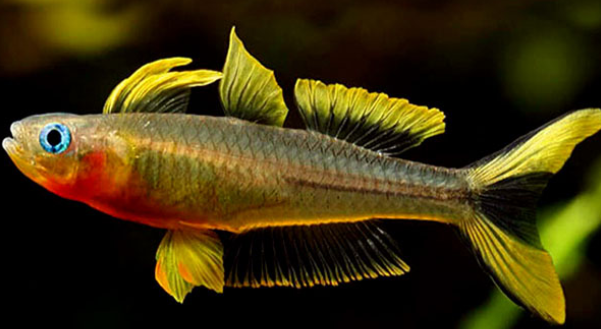 常见鱼种科普八银汉宝石一般的中小型鱼类