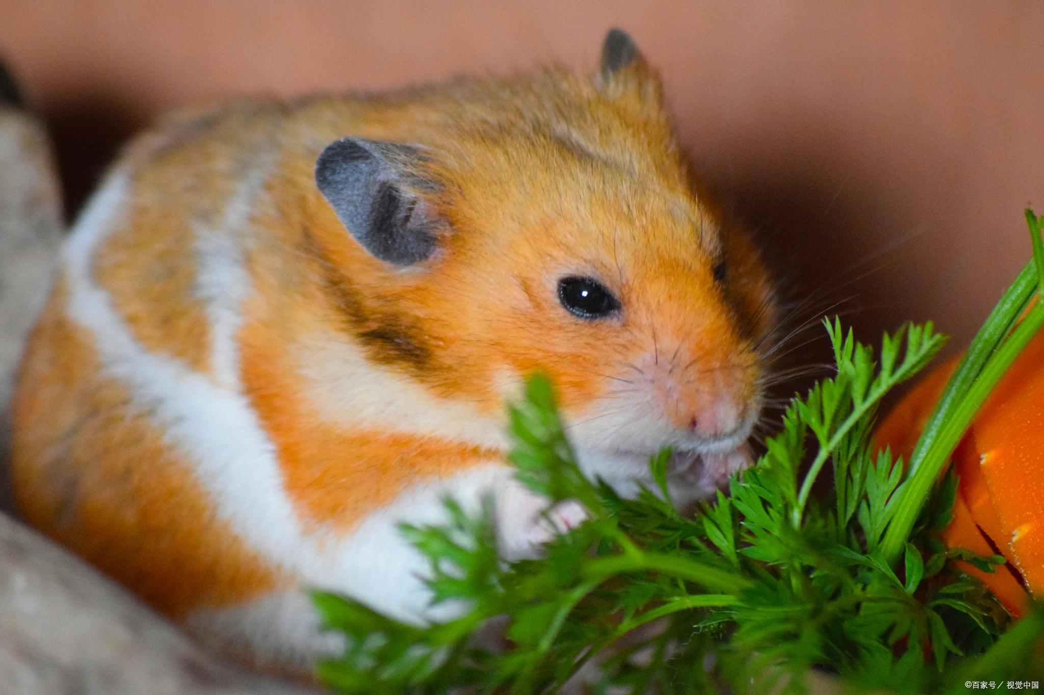 养殖仓鼠风险大环境监控技术有助于降低风险