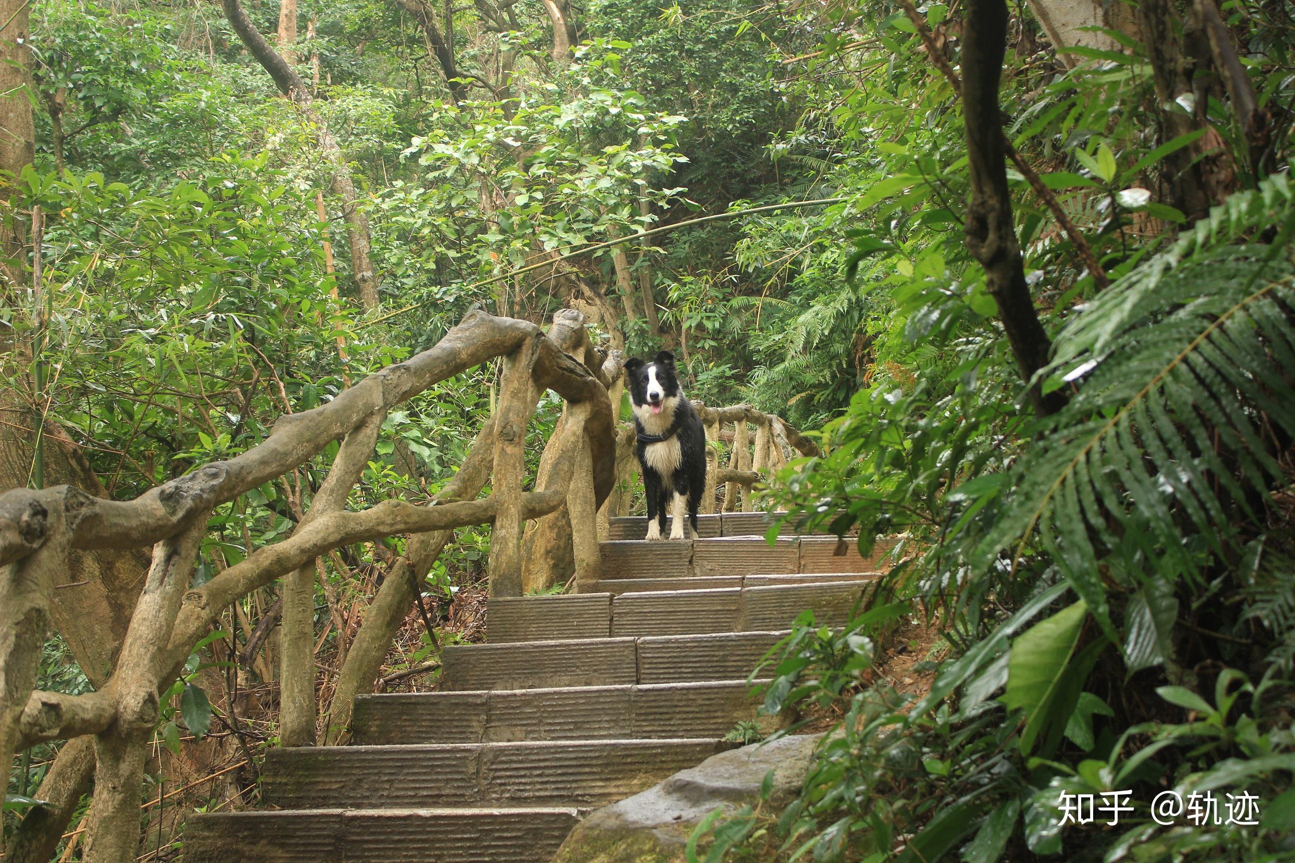 带狗狗徒步深圳最高峰梧桐山