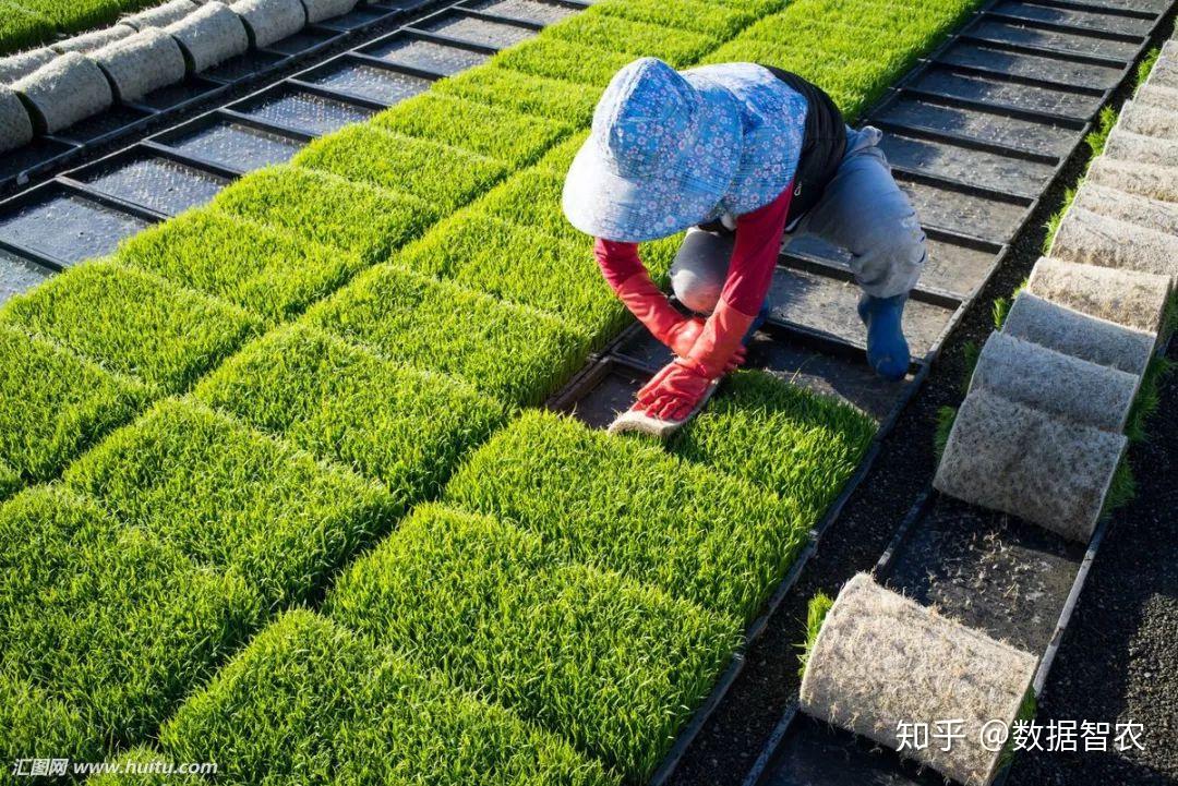 常规旱育秧成本3515-3595元/栎(360m2/栎),其中取土,筛土,拌土,运苗