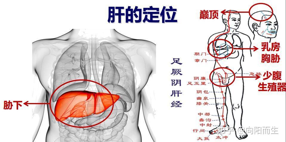 倪海厦讲伤寒论学习思考笔记（121-125条） - 知乎