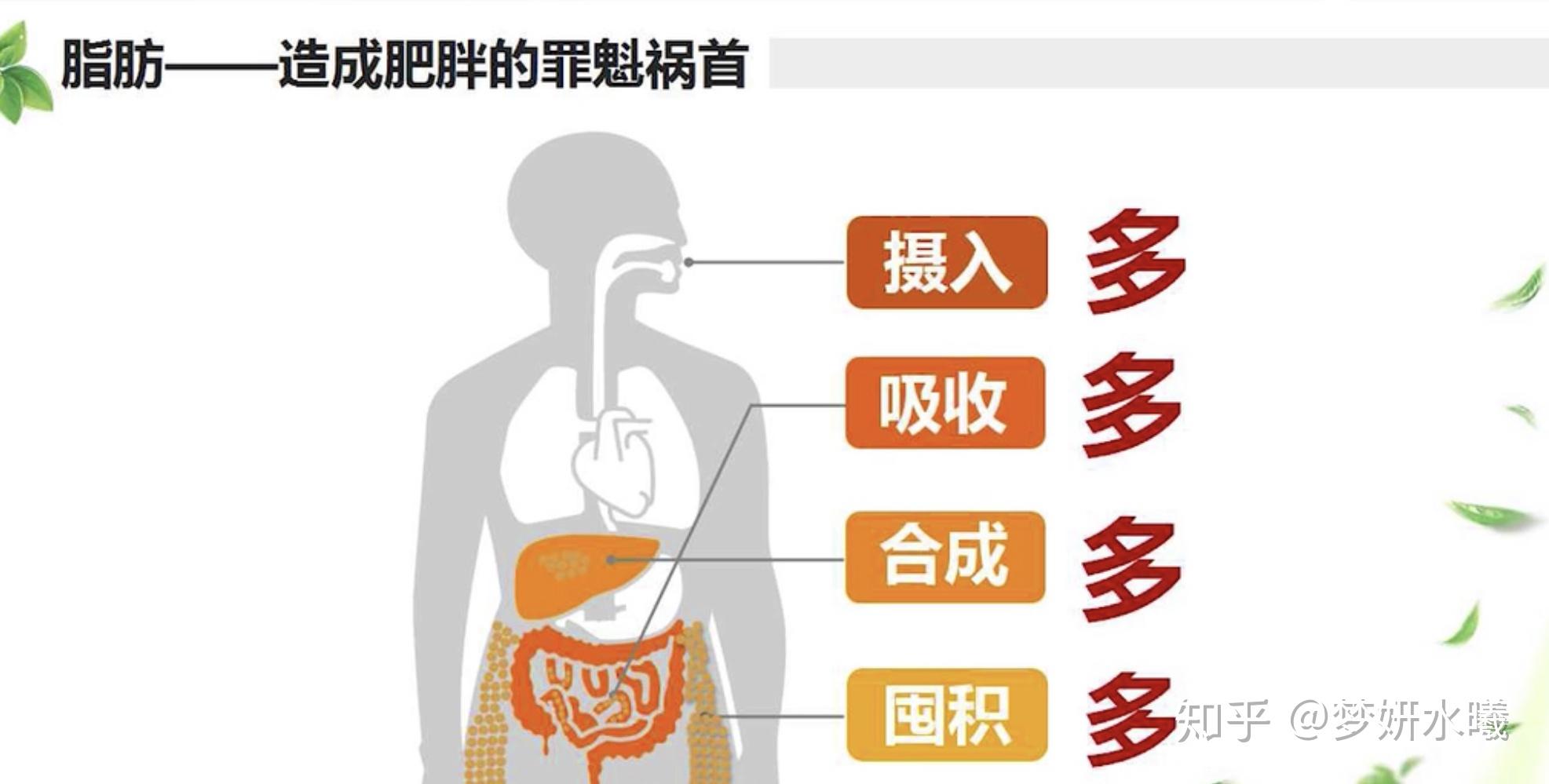 人体发胖的原因你知道么