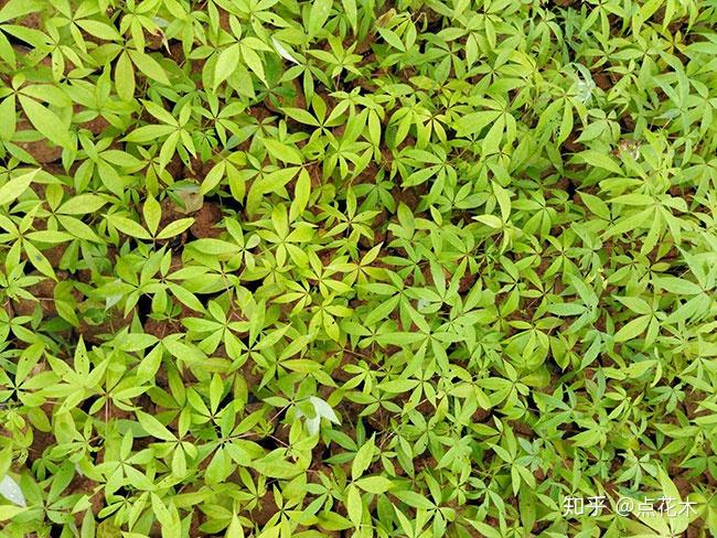 木棉树适合北方种植吗? - 知乎