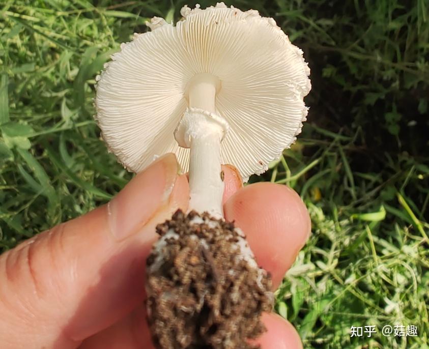 灰褐鳞环柄菇 - 知乎