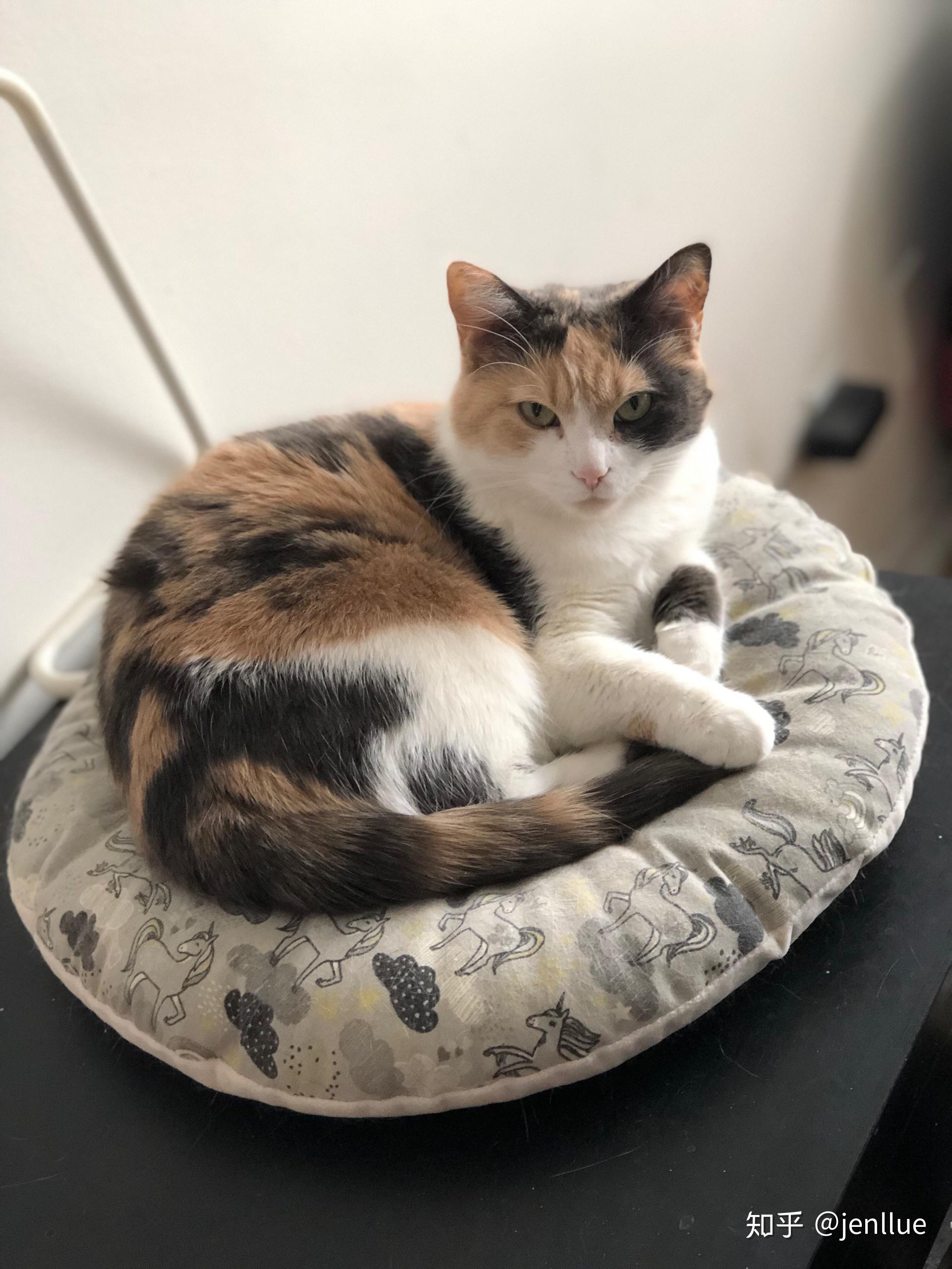 最好看的三花猫长什么样子