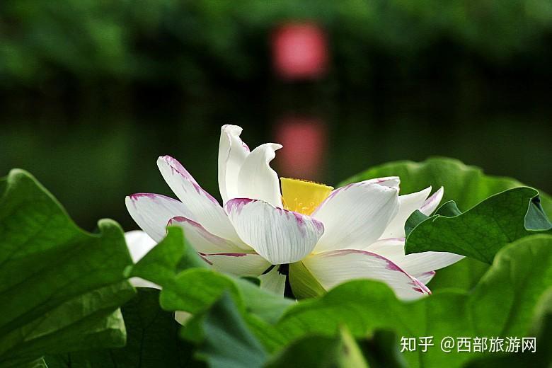v2-47a7cd03625cc00d96dca80ee1f63dc9_r.jpg