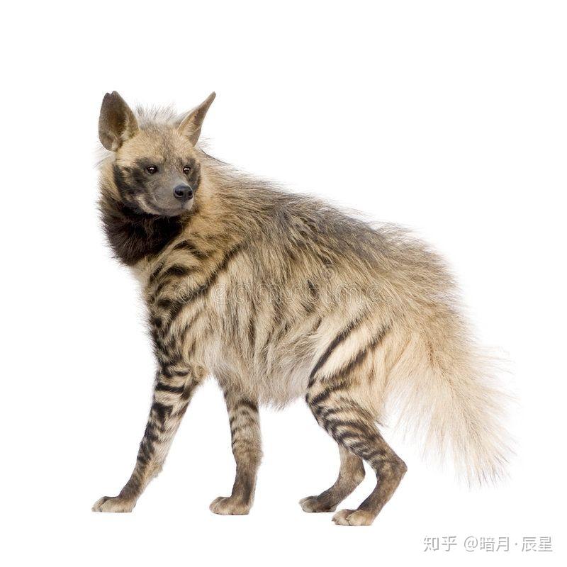鬣狗科正经(?)识别指南 - 知乎