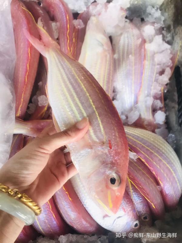 东山岛海鲜野生海钓金线鱼～红杉鱼