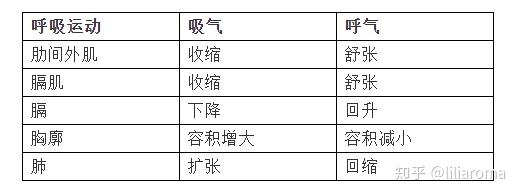 呼吸运动包括吸气运动和呼气运动两个过程