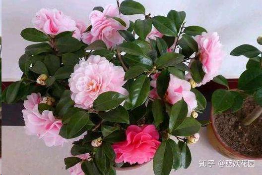 冬季怎么养茶花 v2-47b88b3891f576a216faab27d464ec5d_r.jpg