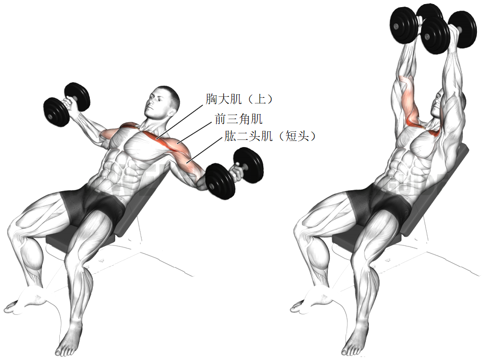 2.胸部训练动作